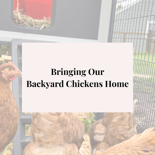 Bringing Our Chickens to Our Suburban Home